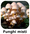 Funghi misti